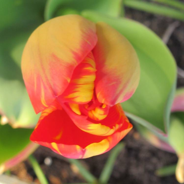 Plant image Tulipa 'Fire Wings'