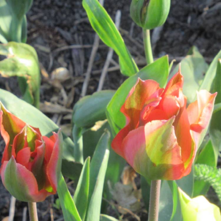 Plant image Tulipa 'Artist'