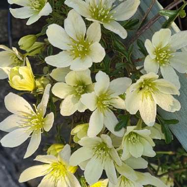 Clematis x cartmanii 'Pixie'