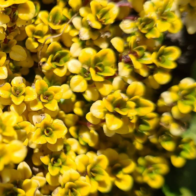 Plant image Thymus pulegioides 'Aureus' syn Thymus citriodorus 'Aureus', Thymus 'Golden Lemon'