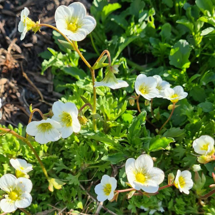 Plant image Saxifraga x arendsii 'White Carpet'