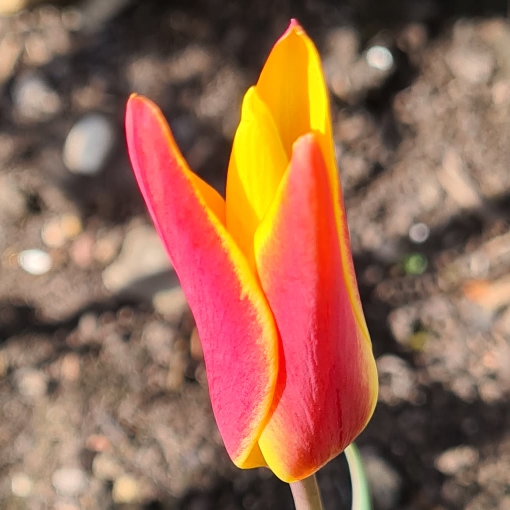 Plant image Tulipa clusiana var. chrysantha