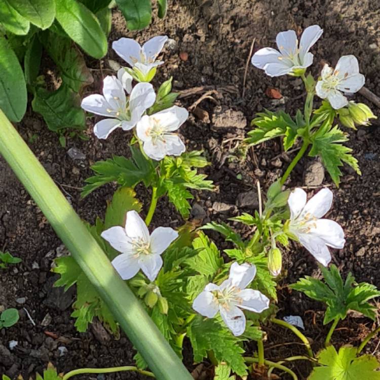 Plant image Geranium sanguineum 'Album'