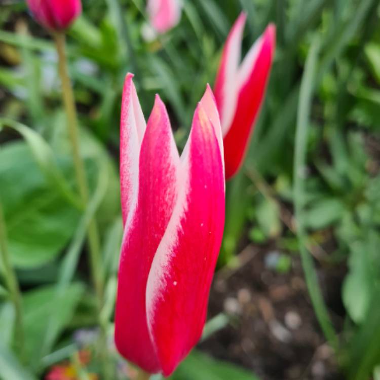 Plant image Tulipa clusiana 'Lady Jane'