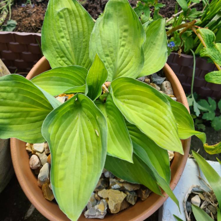 Plant image Hosta 'Gold Standard'