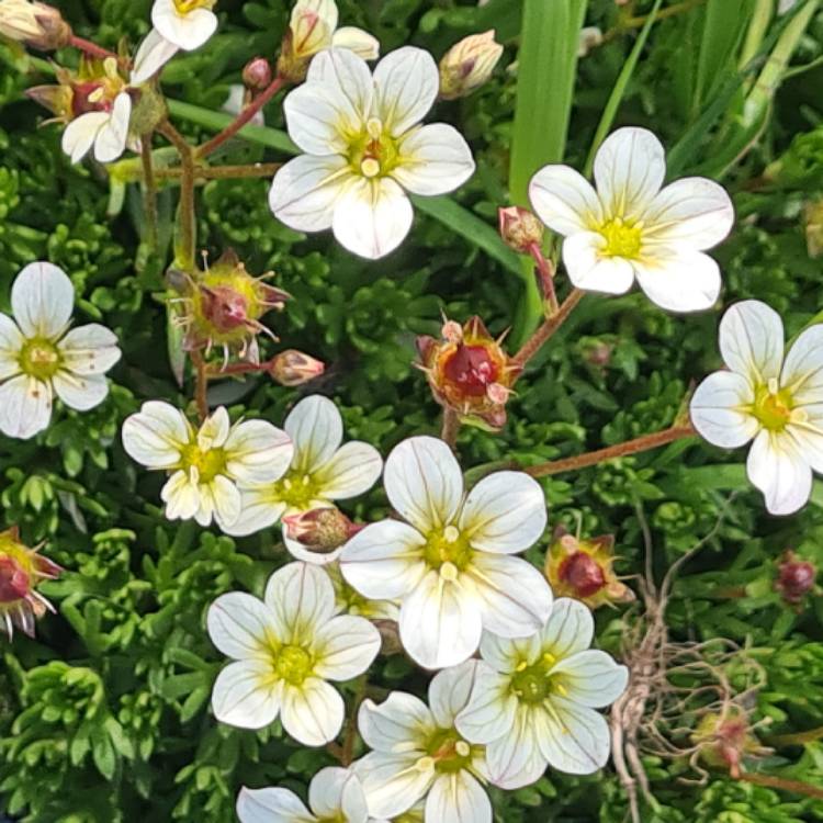 Plant image Saxifraga 'White Pixie'