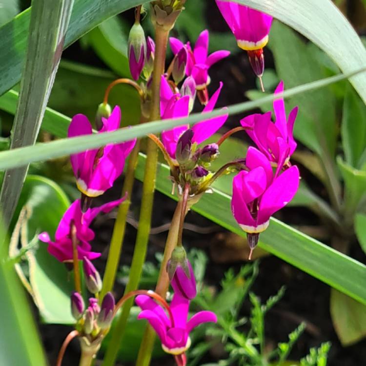 Plant image Dodecatheon pulchellum 'Red Wings'