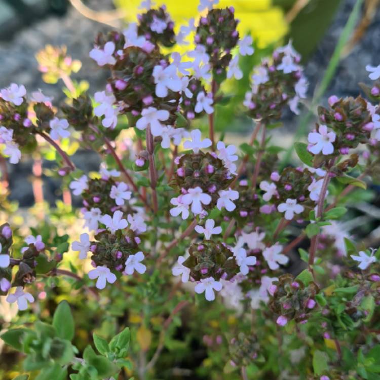 Plant image Thymus Praecox