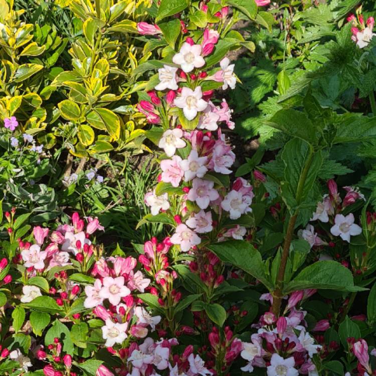 Plant image Weigela florida 'Rosea'