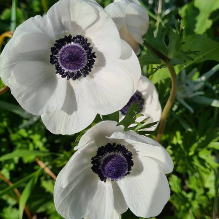 Plant image Anemone coronaria de caen 'The Bride'