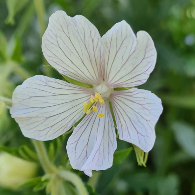 Plant image Geranium pratense