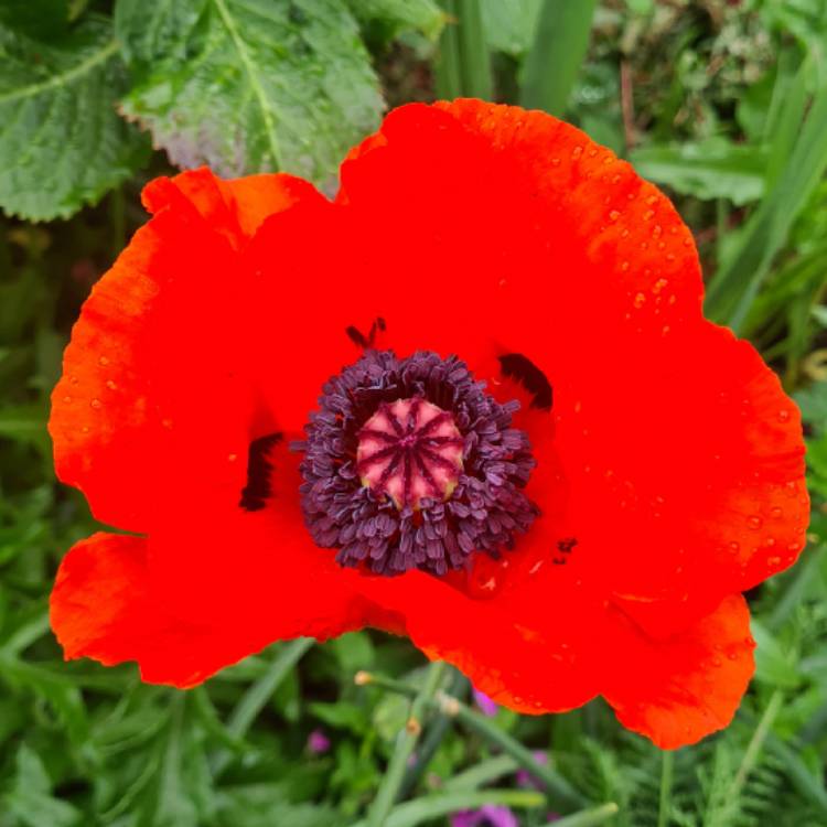 Plant image Papaver orientale 'Beauty of Livermere'