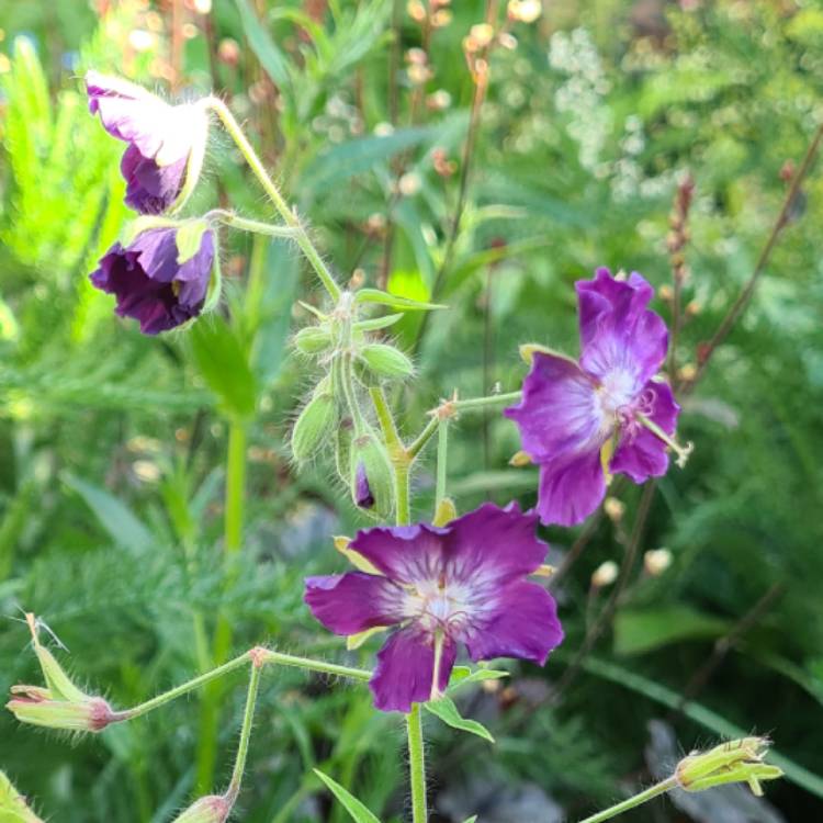 Plant image Geranium phaeum 'Lily Lovell'