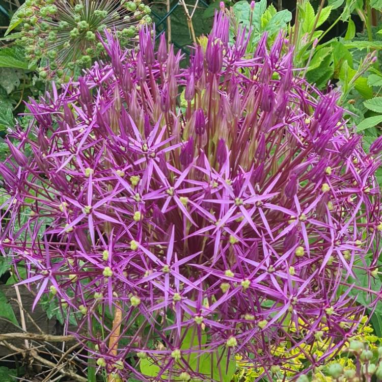 Plant image Allium cristophii