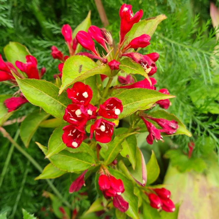 Plant image Weigela 'Slingco 1' syn. Weigela 'All Summer Red'