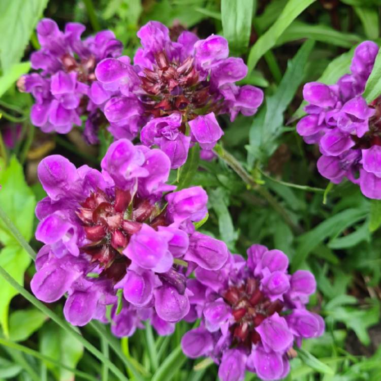 Plant image Prunella grandiflora 'Bella Blue'