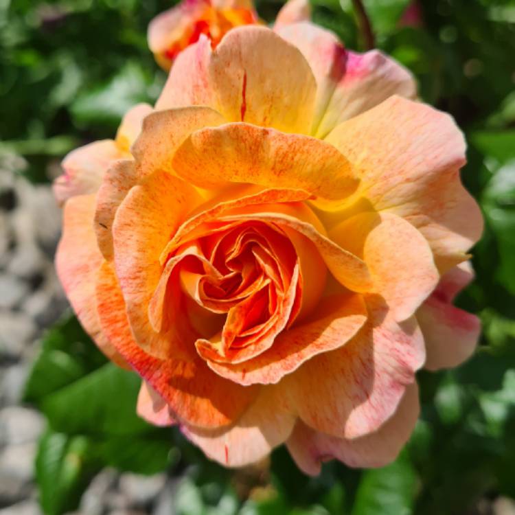 Plant image Rosa 'Designer Sunset'