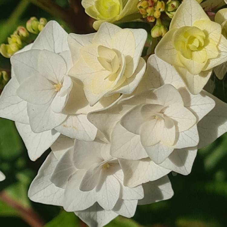 Plant image Hydrangea macrophylla 'Wedding Gown' syn. Hydrangea macrophylla 'Dancing Snow', Hydrangea macrophylla 'Doppio Bianco'