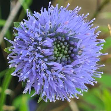 Jasione Montana