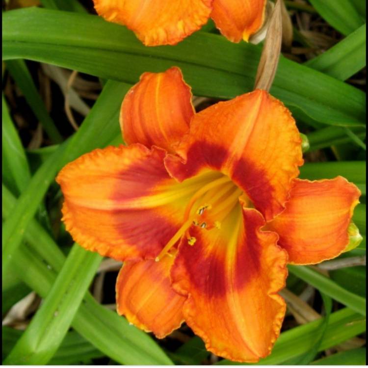 Plant image Hemerocallis 'Tigger'