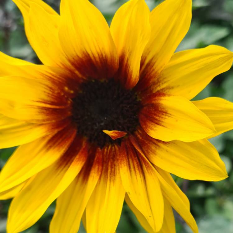 Plant image Helianthus 'SunBelievable™ Brown Eyed Girl'