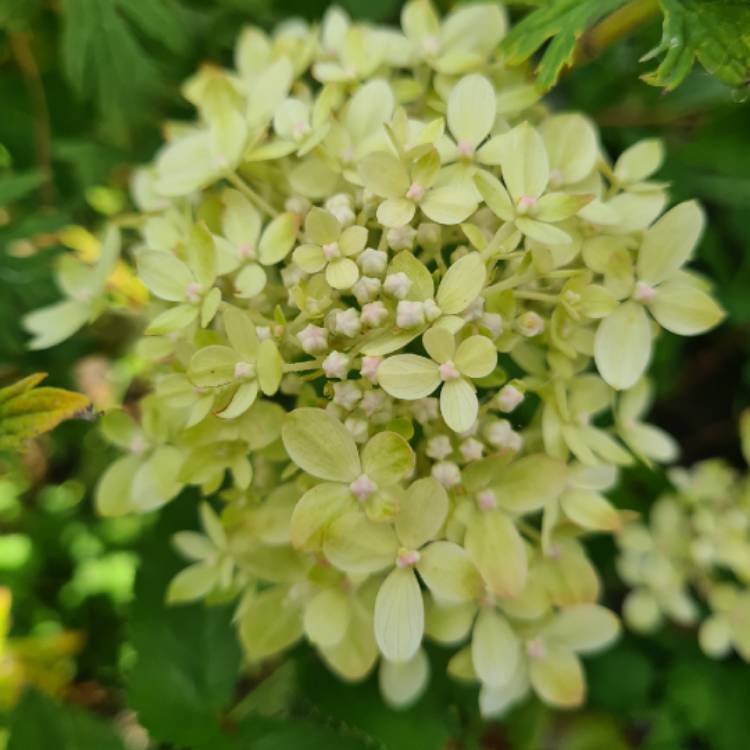 Plant image Hydrangea paniculata 'Jane' syn. Hydrangea paniculata 'Little Lime'