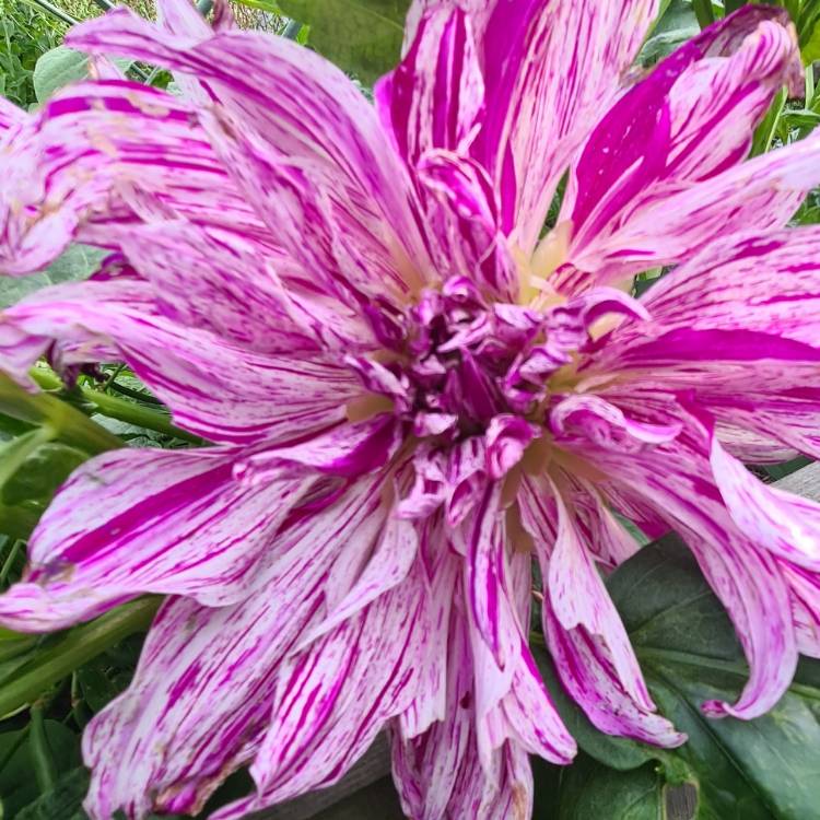 Plant image Dahlia 'Labyrinth'