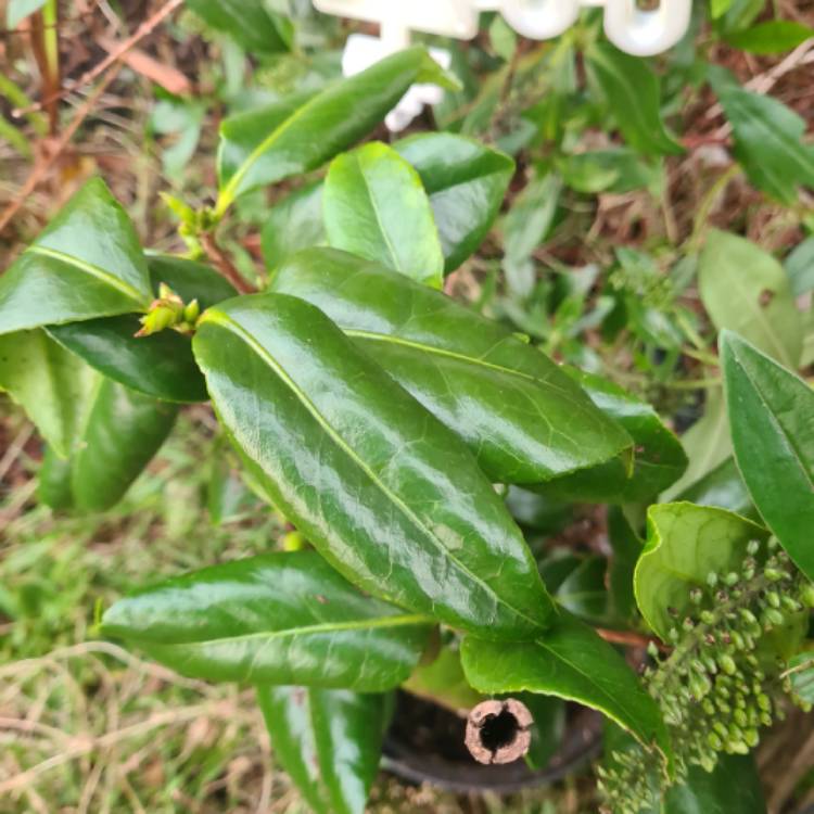 Plant image Camellia japonica 'Silver Anniversary'