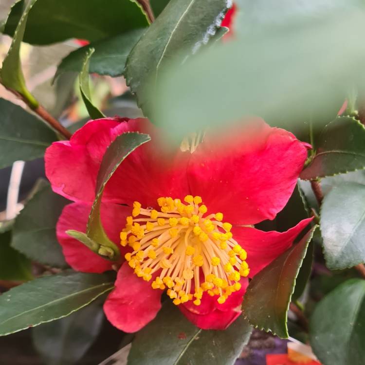 Plant image Camellia x vernalis 'Yuletide'