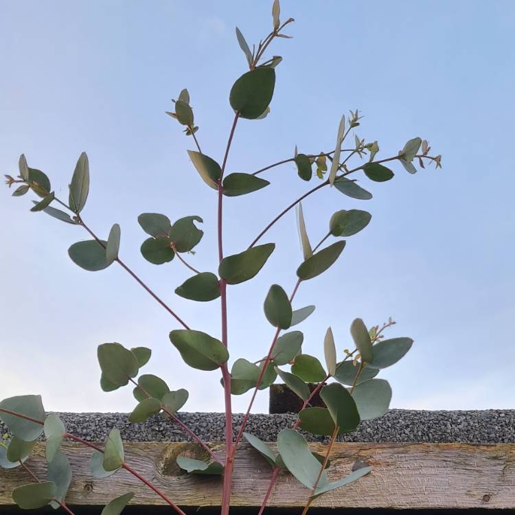 Plant image Eucalyptus gunnii 'Cagire' syn. Eucalyptus gunnii 'Azura'