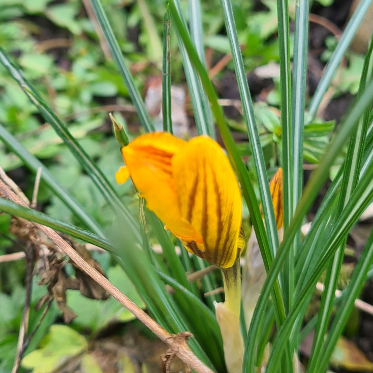 Plant image Crocus chrysanthus 'Dorothy'