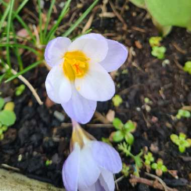 Crocus chrysanthus 'Blue Pearl' syn. Crocus biflorus 'Blue Pearl'