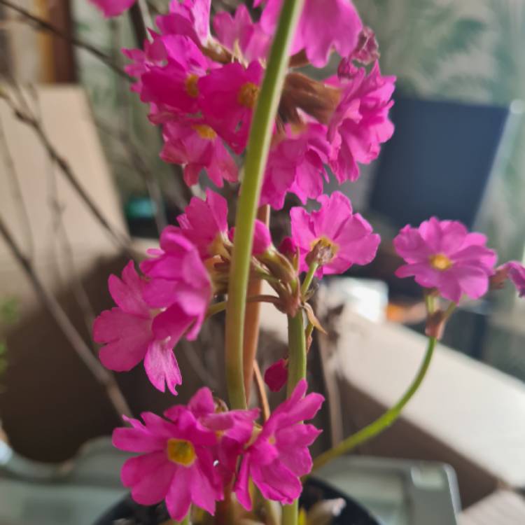 Plant image Primula Rosea Grandiflora