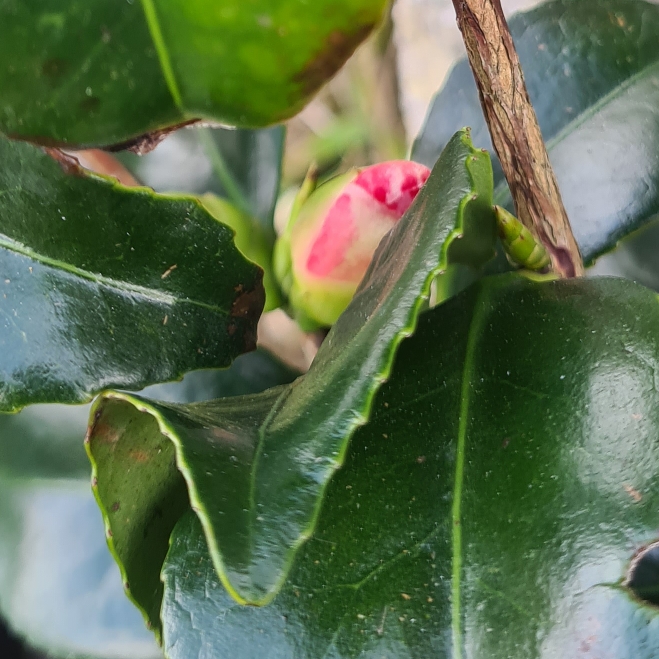 Plant image Camellia x williamsii 'Debbie'