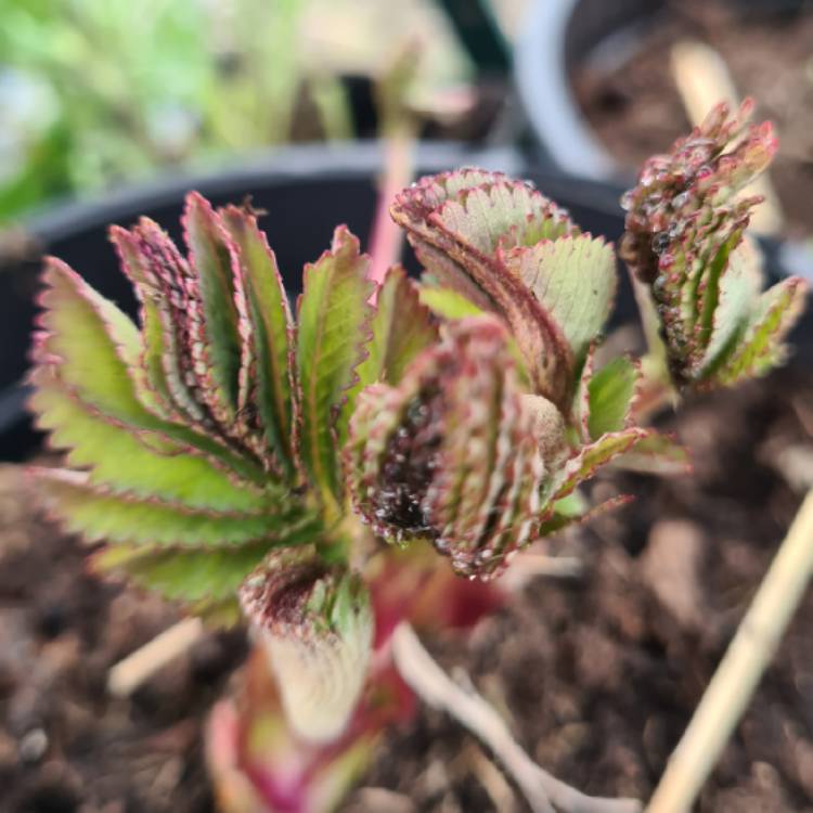 Plant image Sanguisorba hakusanensis 'Lilac Squirrel'