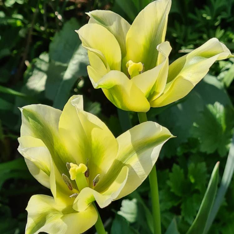 Plant image Tulipa 'Spring Green'