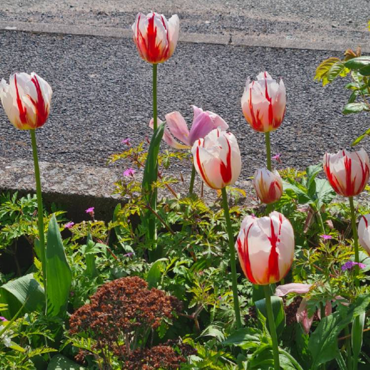 Plant image Tulipa 'Happy Generation' syn. Tulipa 'Canadian Celebration, Tulipa 'Canada 150