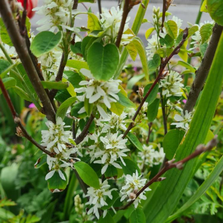 Plant image Amelanchier alnifolia 'Obelisk'