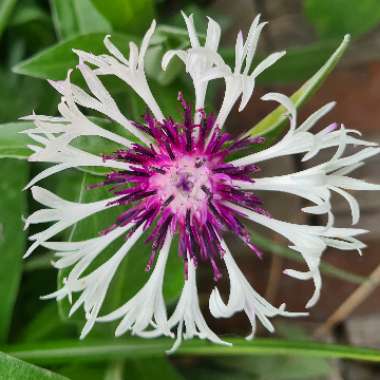 Centaurea 'Amethyst on Ice'