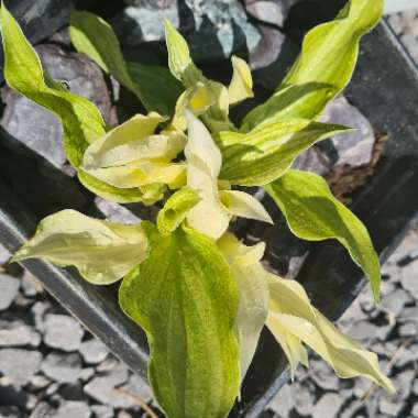 Hosta 'White Feather'