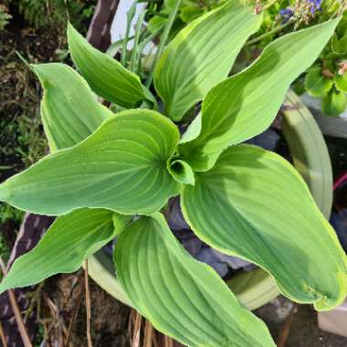 Hosta 'Regal Splendor'