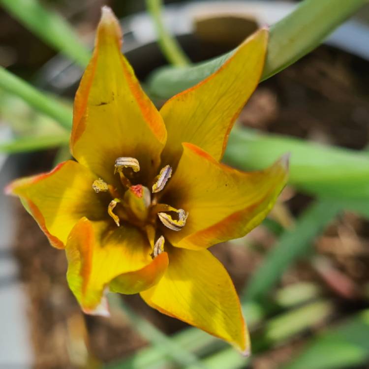 Plant image Tulipa orphanidea 'Flava'