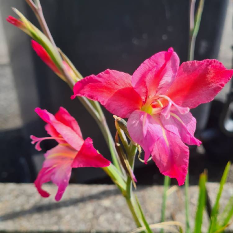 Plant image Gladiolus 'Ruby' syn. Gladiolus papilio 'Ruby'