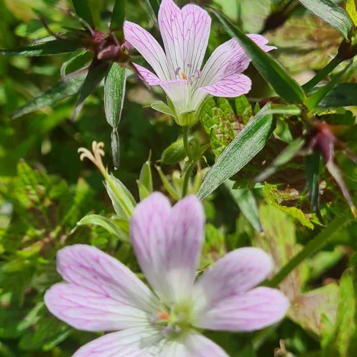 Plant image Geranium x oxonianum 'Katherine Adele'