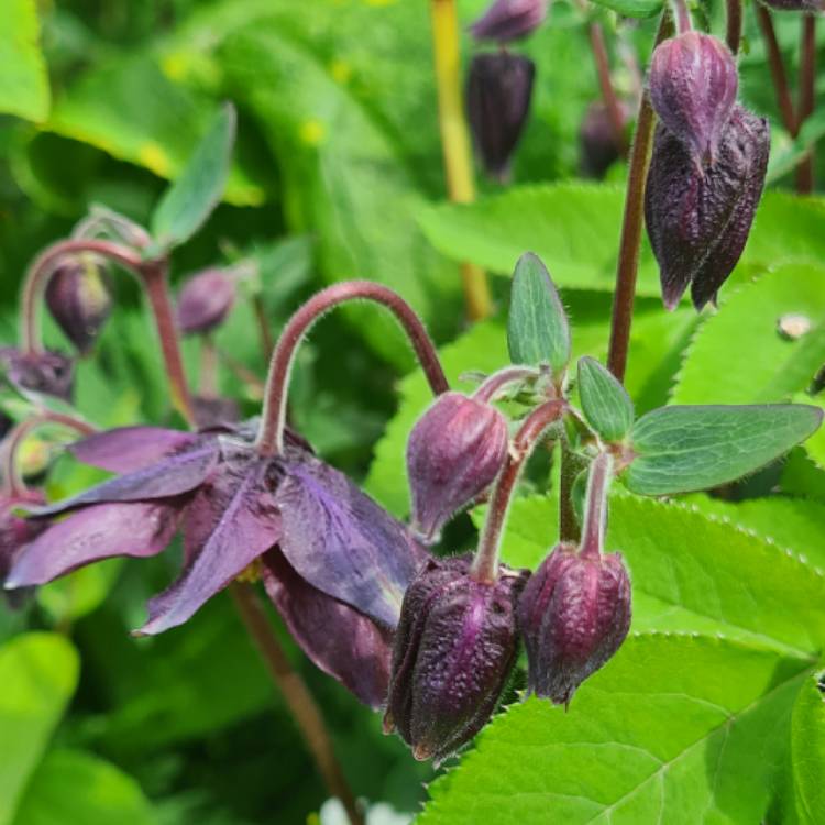 Plant image Aquilegia vulgaris var. stellata 'Black Barlow'