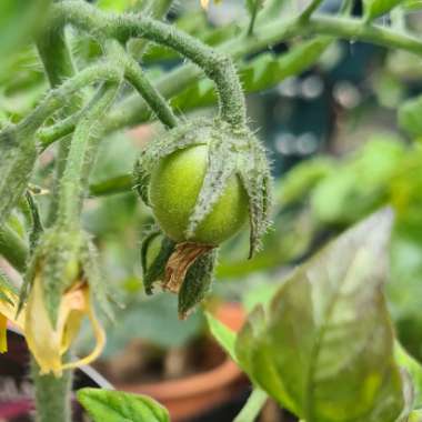 Solanum lycopersicum 'Maskotka'