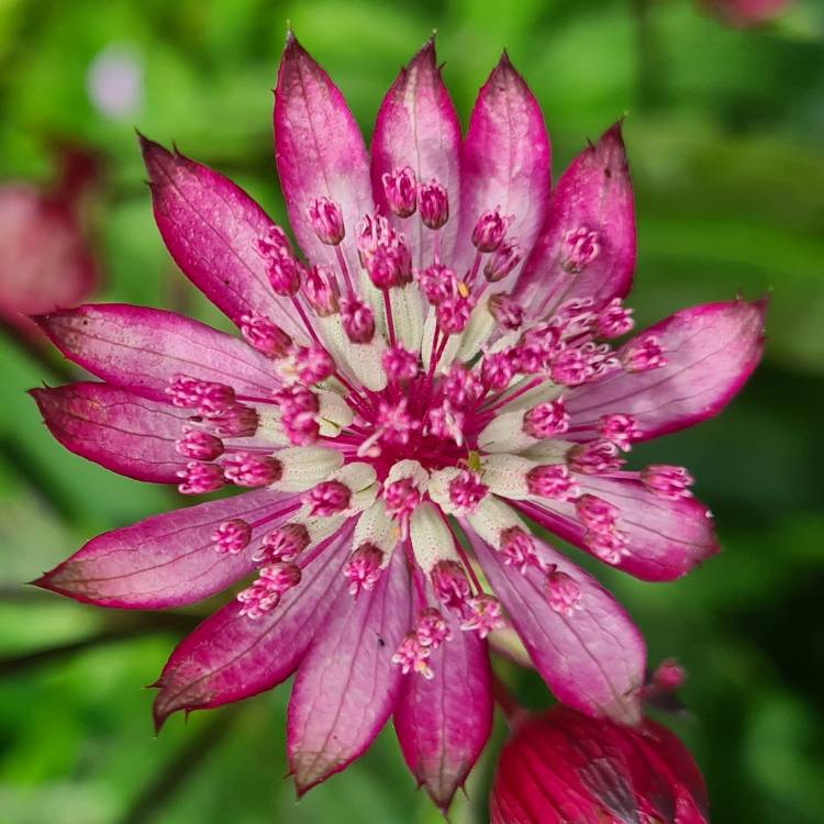 Plant image Astrantia major