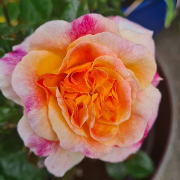 Plant image Rosa 'Designer Sunset'