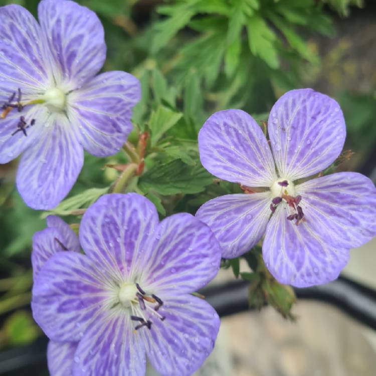 Plant image Geranium pratense 'Striatum' syn. Geranium pratense 'Splish Splash'