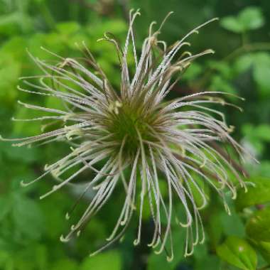 Clematis alpina 'Blue Dancer'